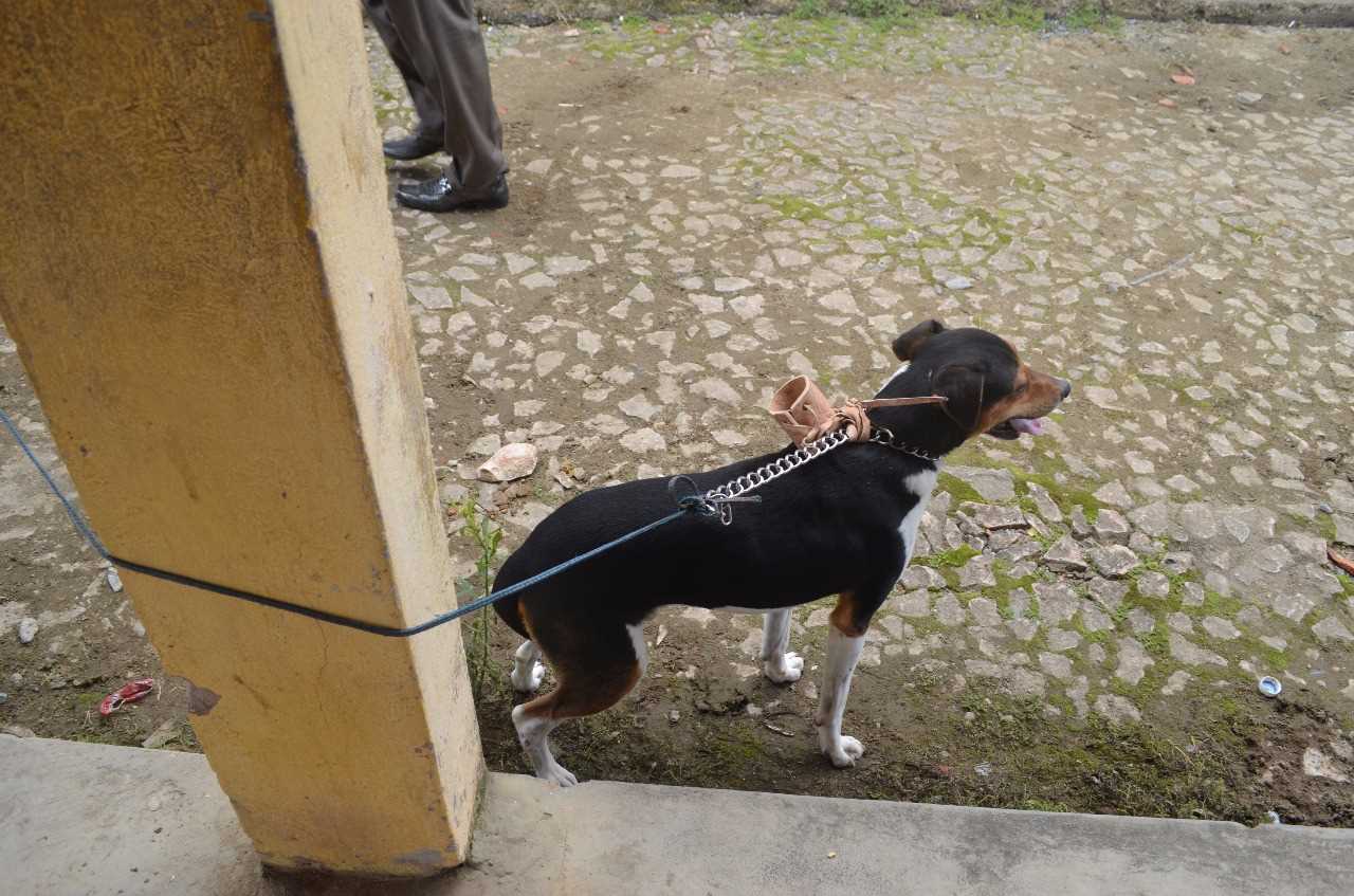 Vacinação